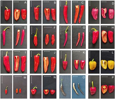 Genetic diversity, population structure, and phylogeny of insular Spanish pepper landraces (Capsicum annuum L.) through phenotyping and genotyping-by-sequencing